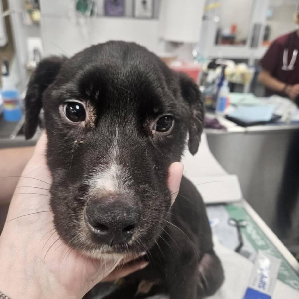 Enlarge Guss, a Adoptable Mixed Breed in Martinsburg, WV image 2/3