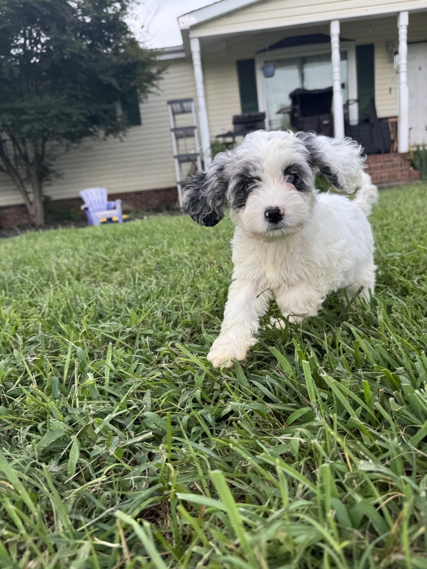 Tardy, an adoptable Cockapoo in Salisbury, NC, 28145 | Photo Image 3