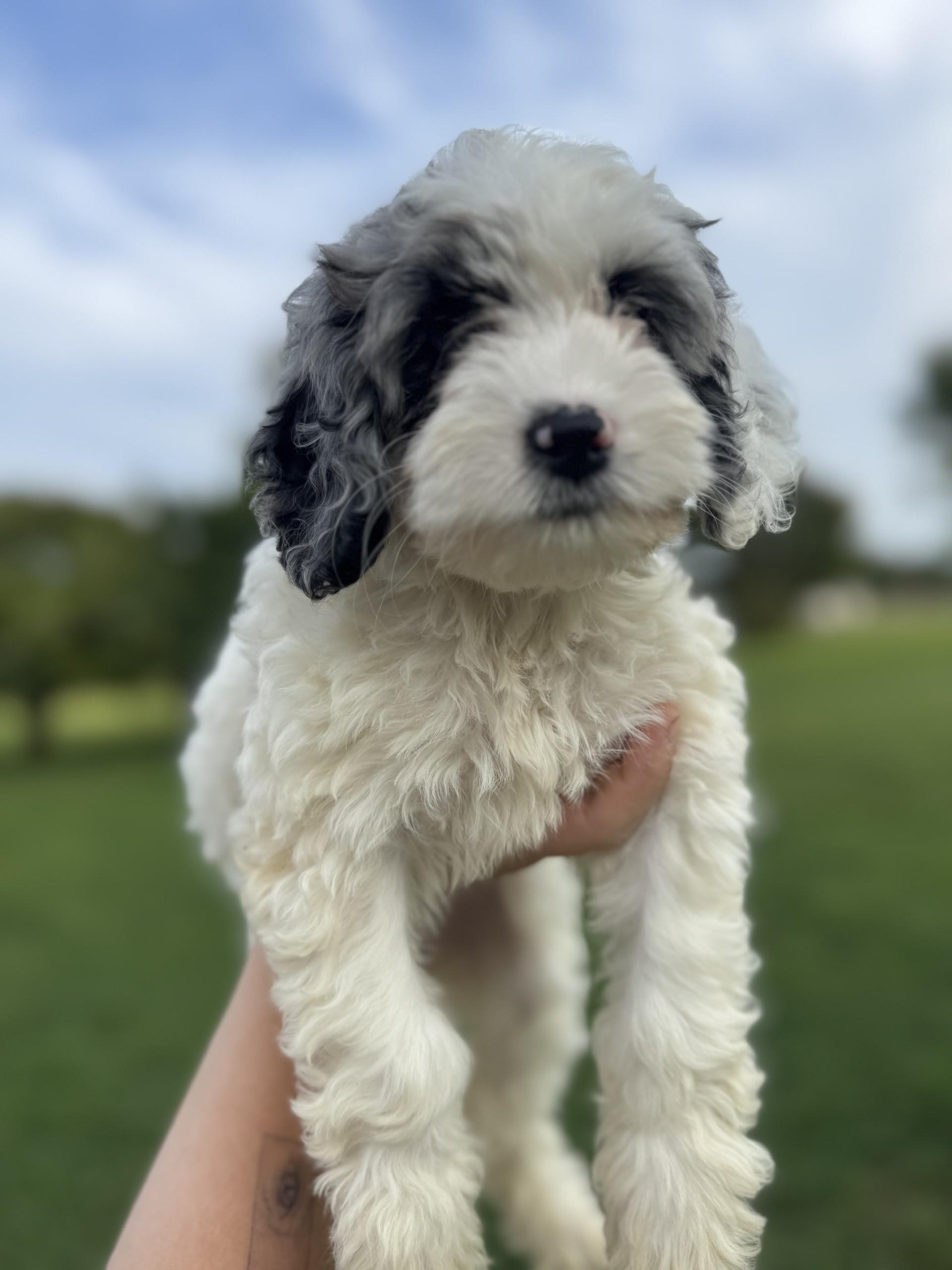 Tardy, an adoptable Cockapoo in Salisbury, NC, 28145 | Photo Image 1