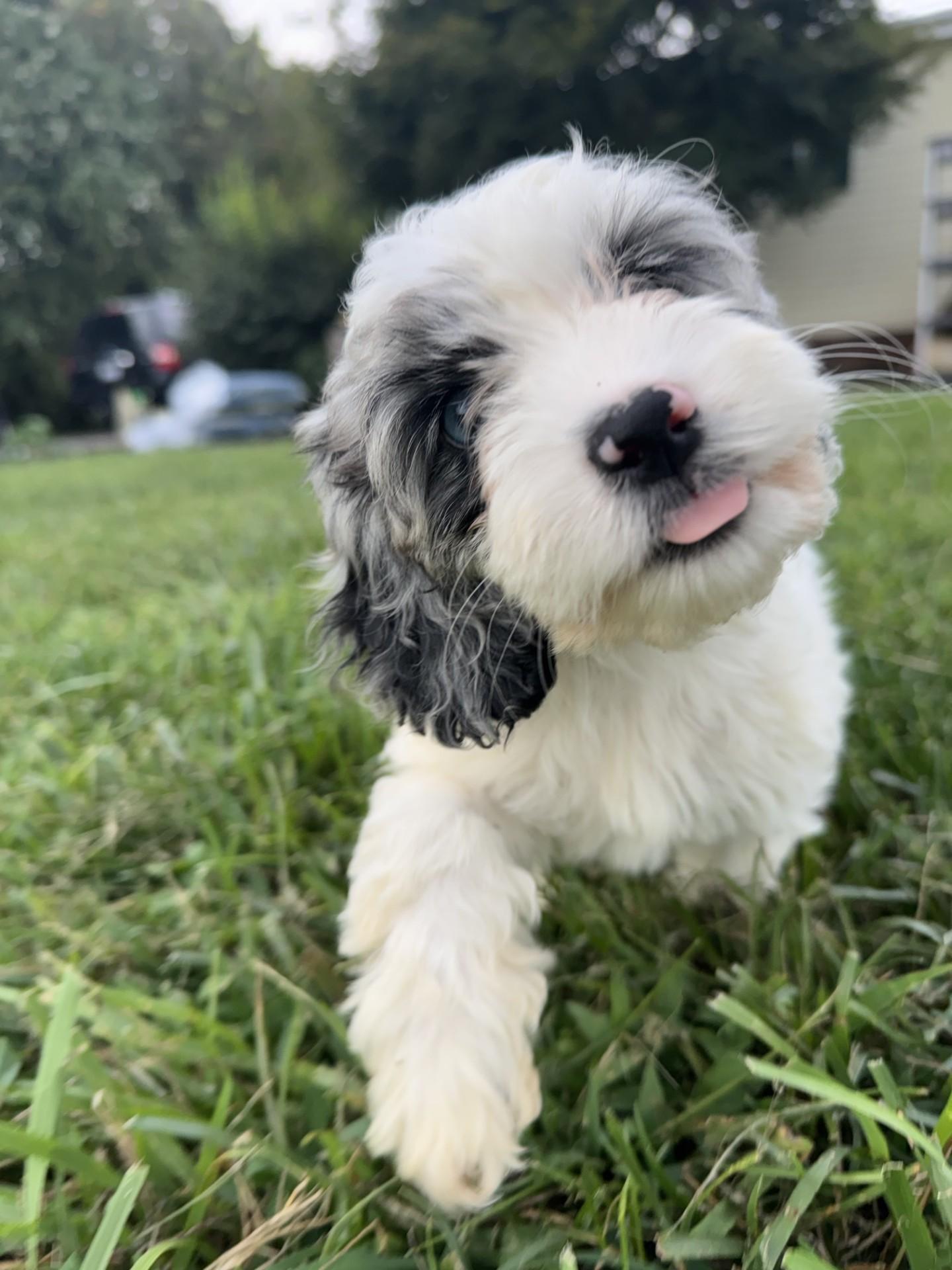 Tardy, an adoptable Cockapoo in Salisbury, NC, 28145 | Photo Image 2