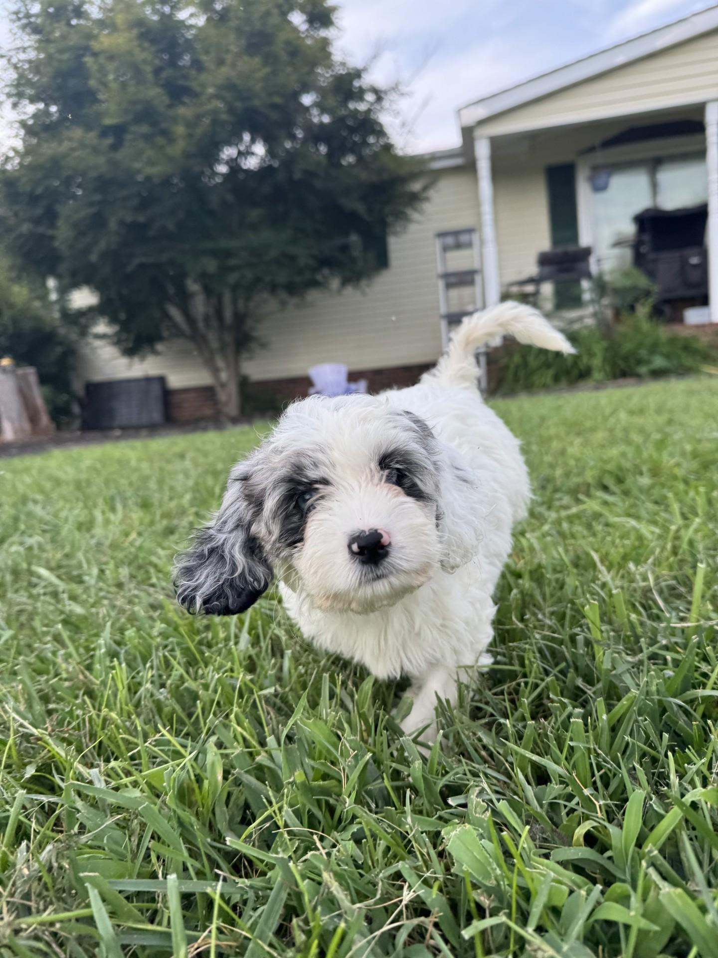 Tardy, an adoptable Cockapoo in Salisbury, NC, 28145 | Photo Image 4