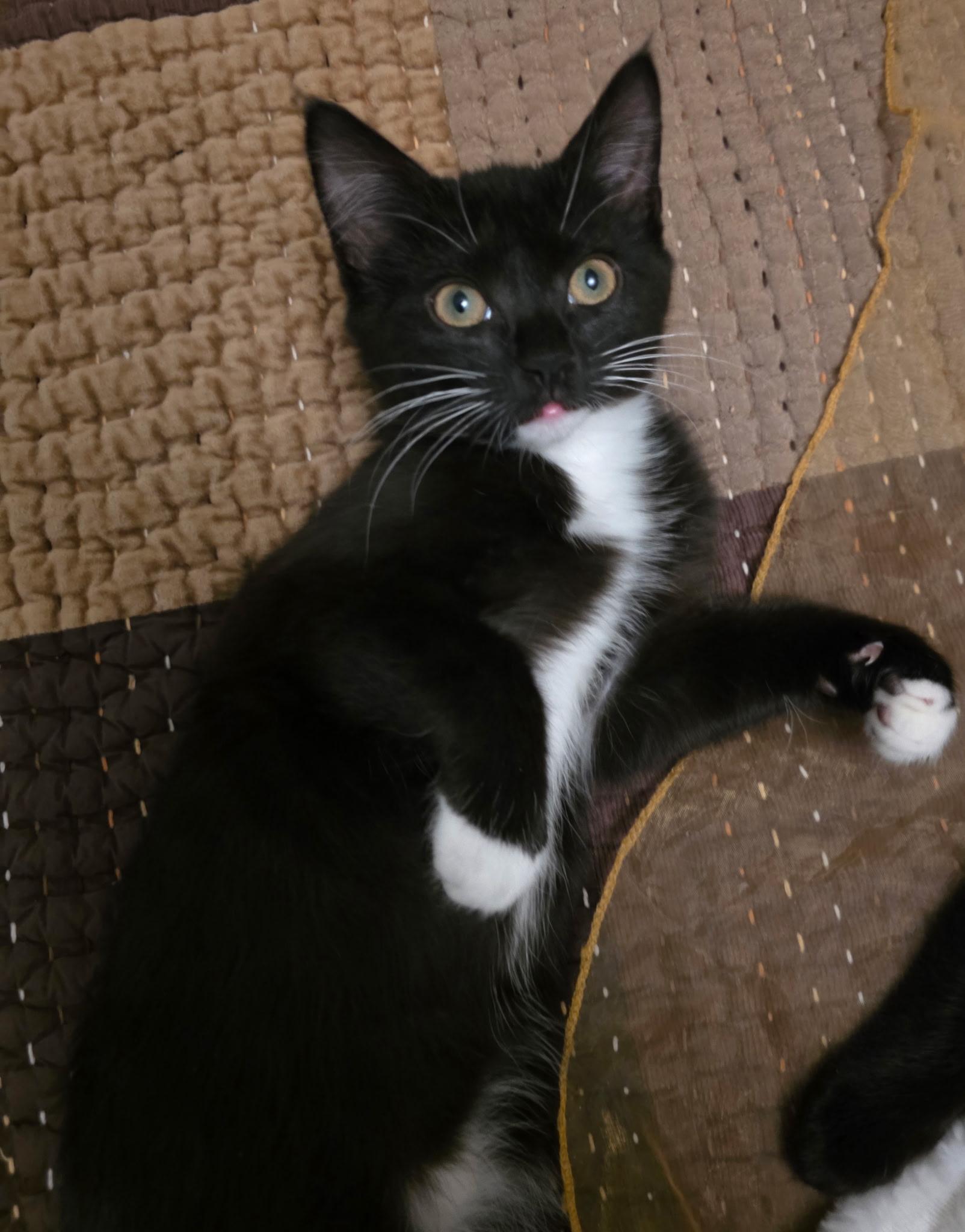 Enlarge Winnie, an adopted Domestic Short Hair in Allentown, PA image 5/5