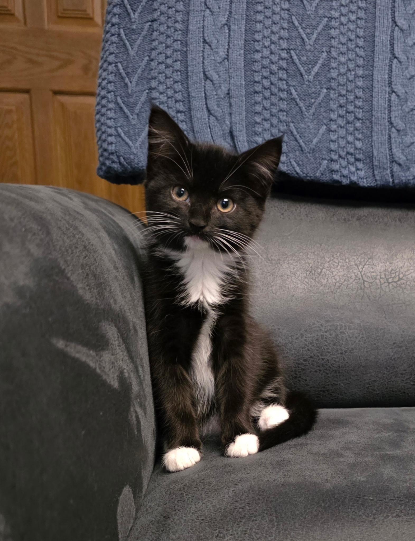 Enlarge Winnie, an adopted Domestic Short Hair in Allentown, PA image 3/5