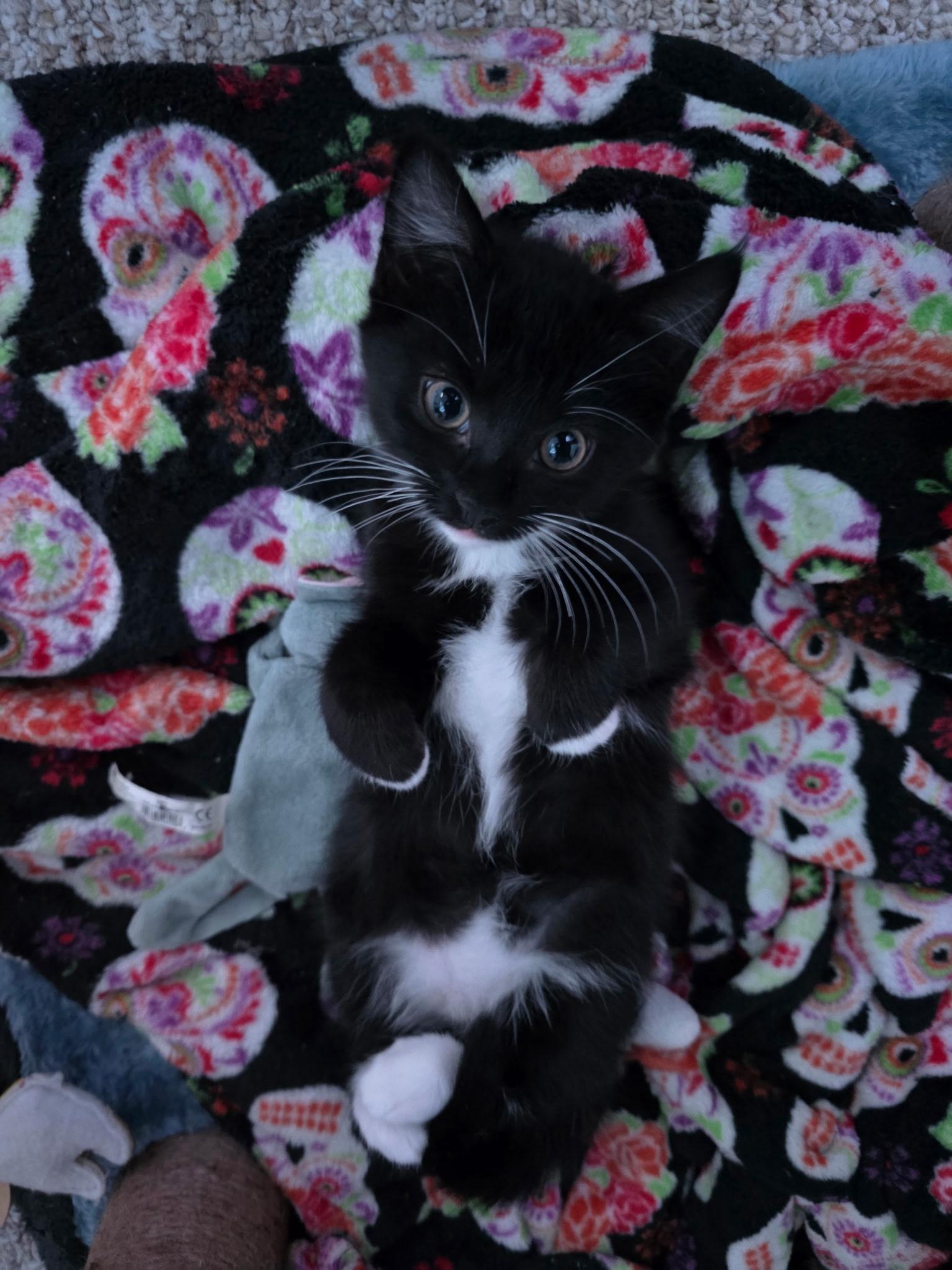 Winnie, ADOPTABLE, Young Female Domestic Short Hair.