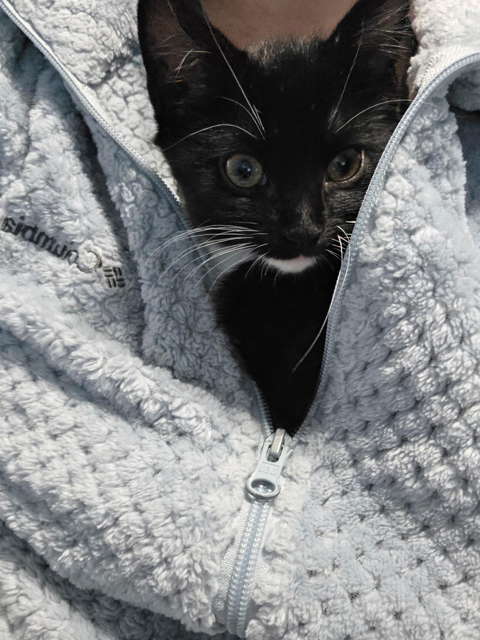 Enlarge Winnie, an adopted Domestic Short Hair in Allentown, PA image 2/5