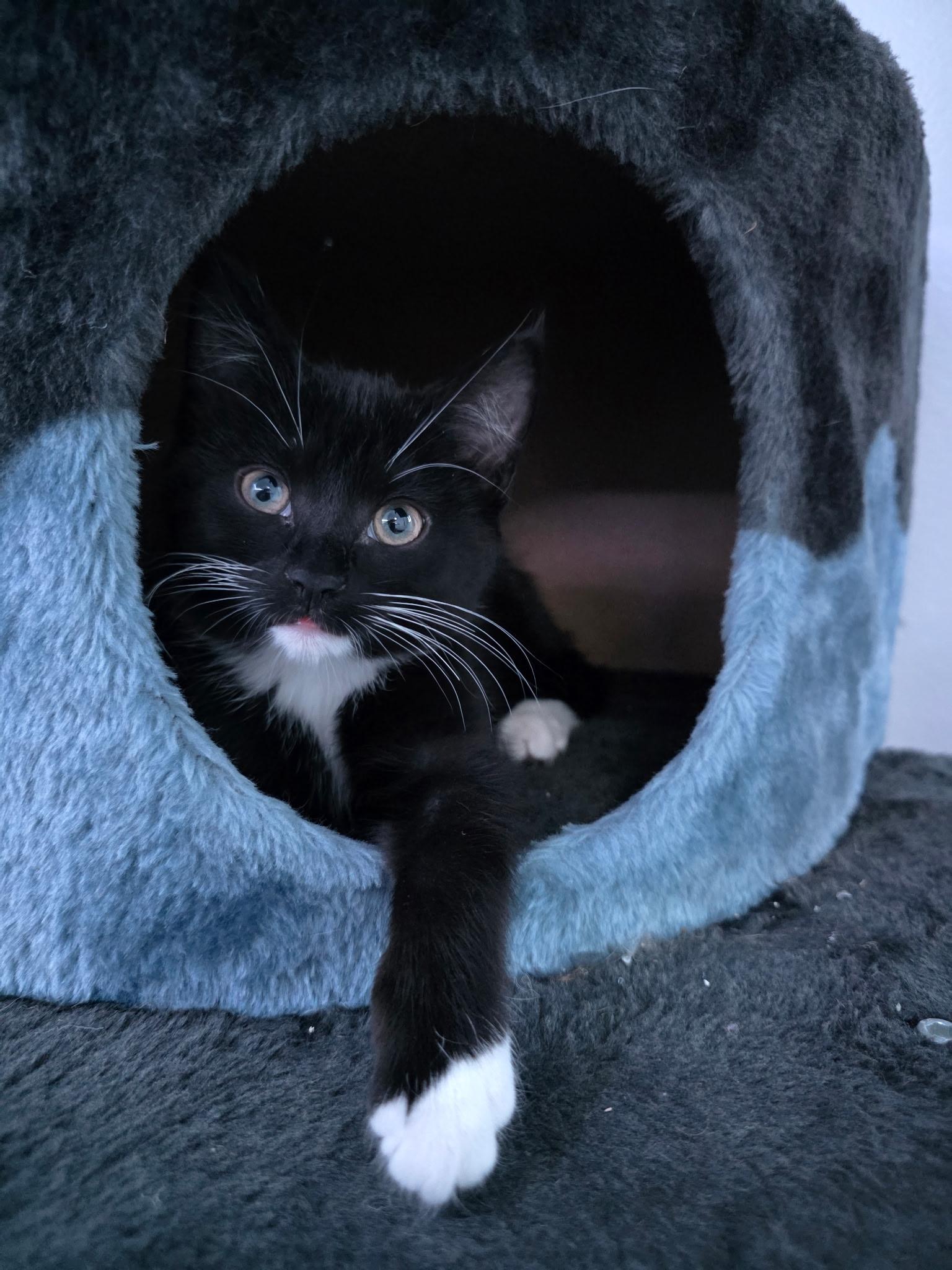 Enlarge Winnie, an adopted Domestic Short Hair in Allentown, PA image 4/5