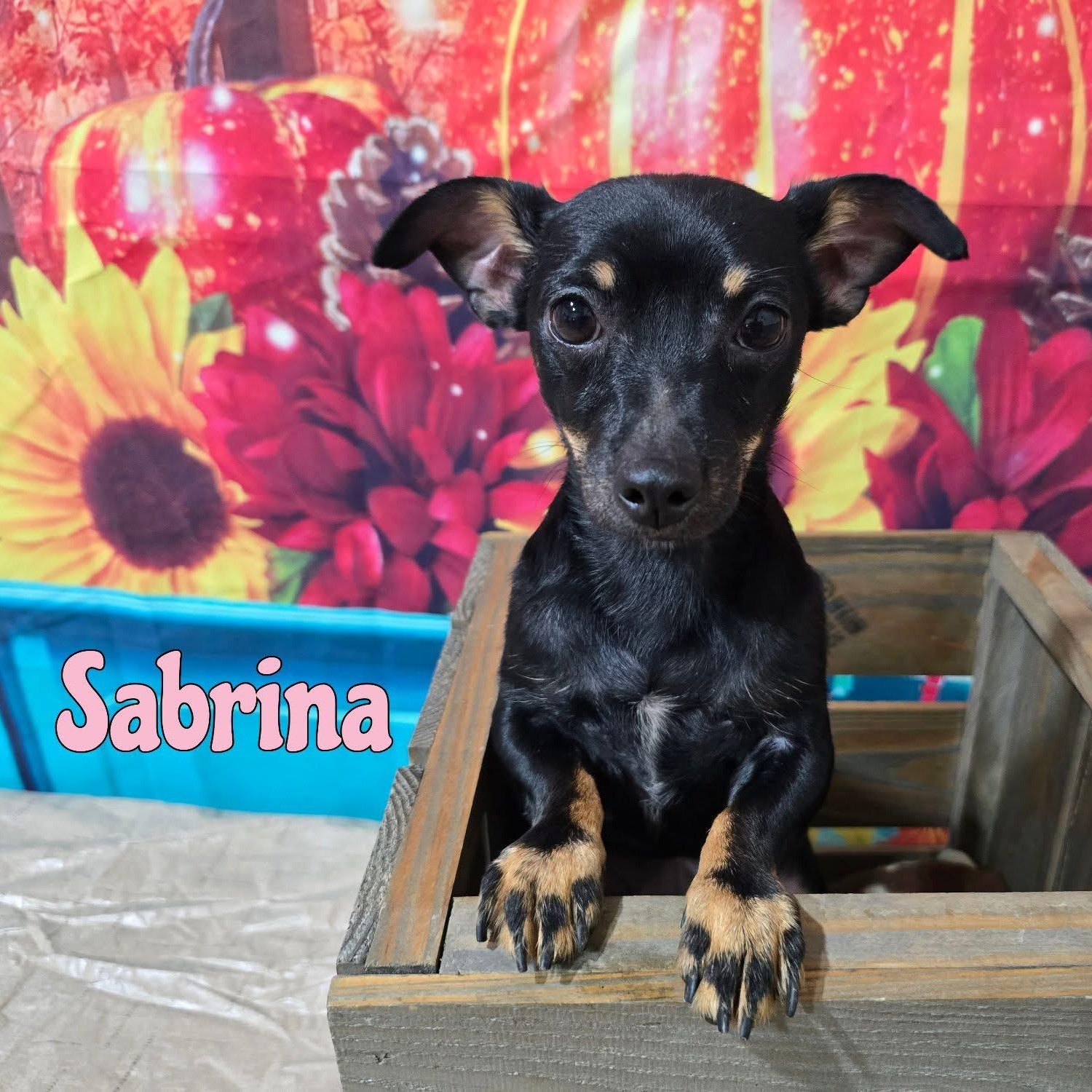 Enlarge Sabrina, a Adoptable mixed breed in Joliet, IL image 1/1
