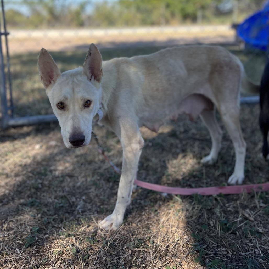 Lauren, Adoptable, Adult Female Husky.