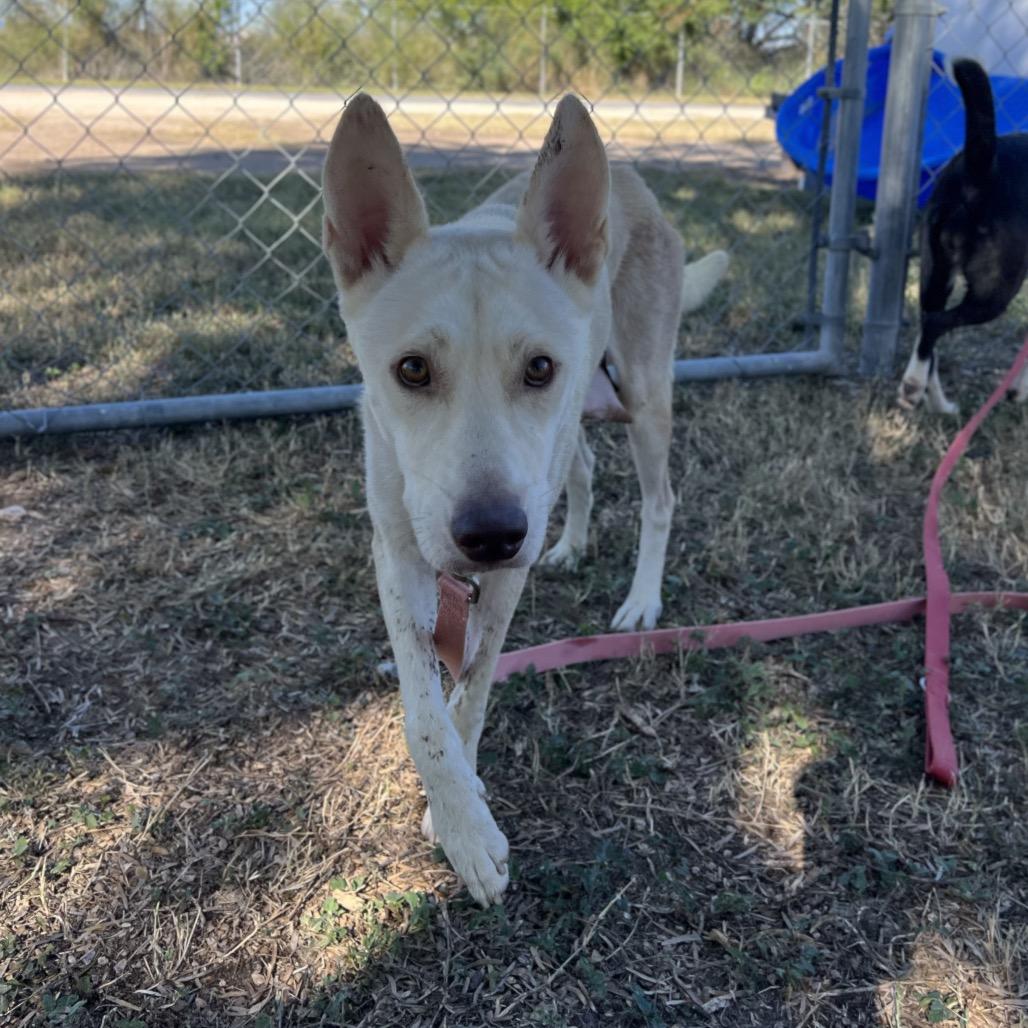 Lauren, a Adoptable Husky in Edinburg, TX image 3/3
