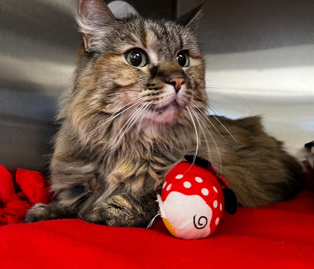 Dolores, Adoptable, Adult Female Domestic Long Hair & Maine Coon.