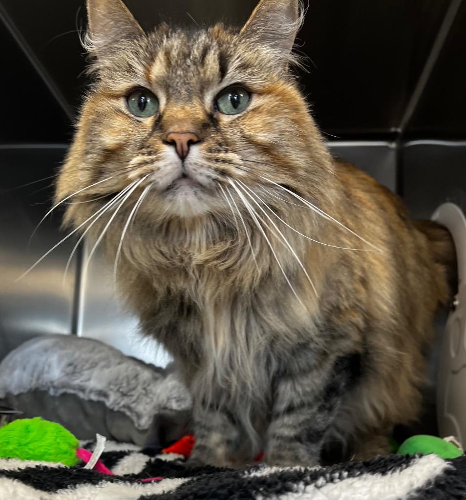 Enlarge Dolores, a Adoptable mixed breed in Logan, UT image 2/2