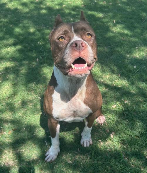 Enlarge COCOA, a Adoptable mixed breed in Texas City, TX image 1/1