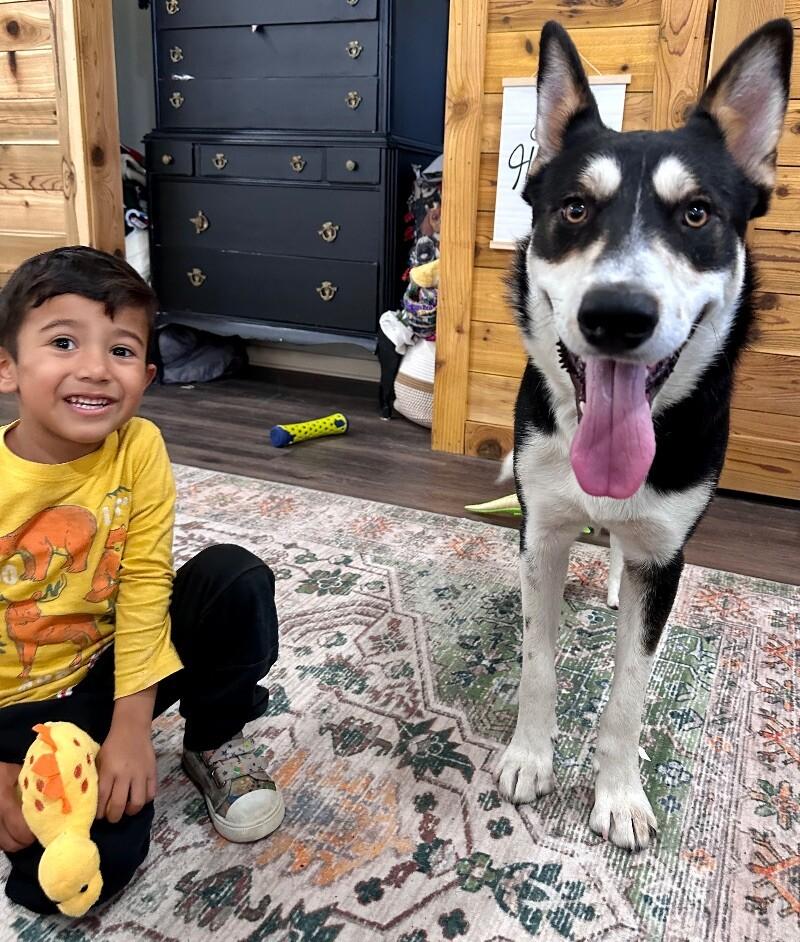 Dog for adoption - Russell Roo The Husky Lover's Dream, a Husky ...