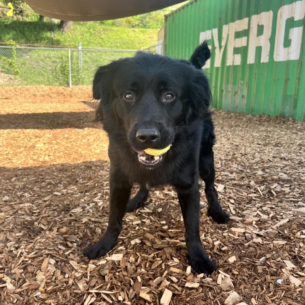 Enlarge Leopold, a Adoptable mixed breed in Tacoma, WA image 1/1