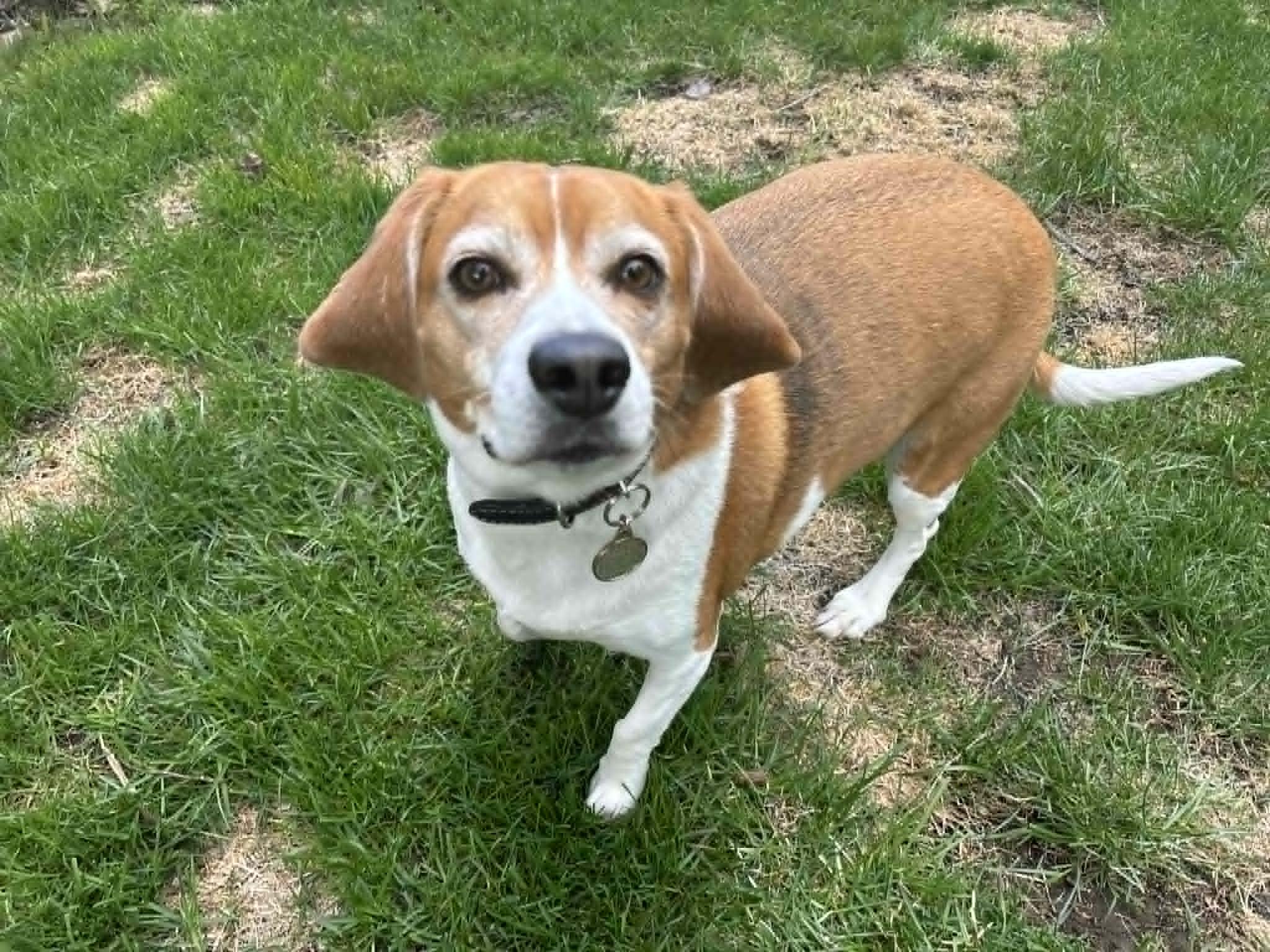 Haley, a ADOPTABLE Beagle in Pointe-Claire, QC image 4/5