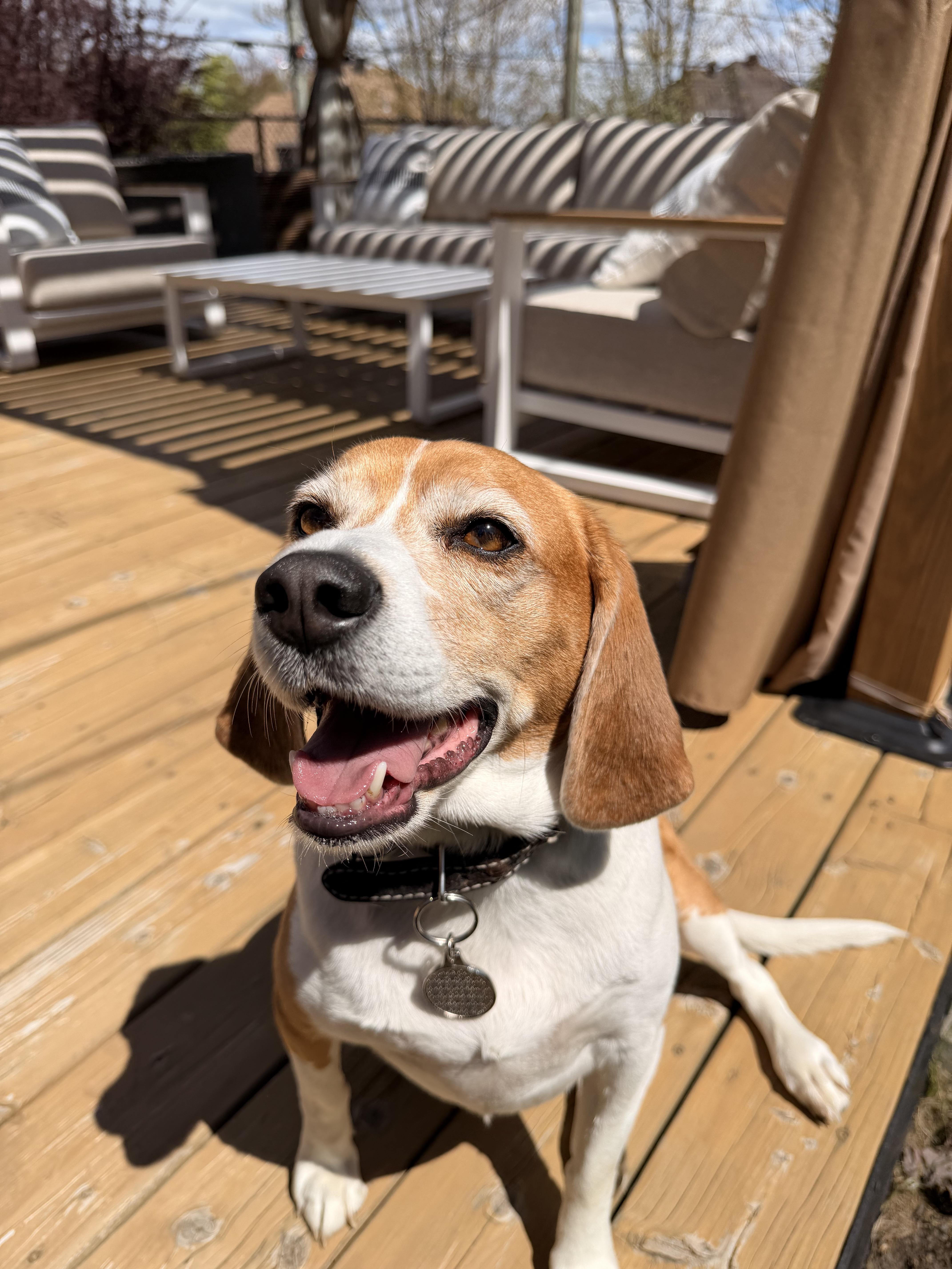 Haley, a ADOPTABLE Beagle in Pointe-Claire, QC image 2/5
