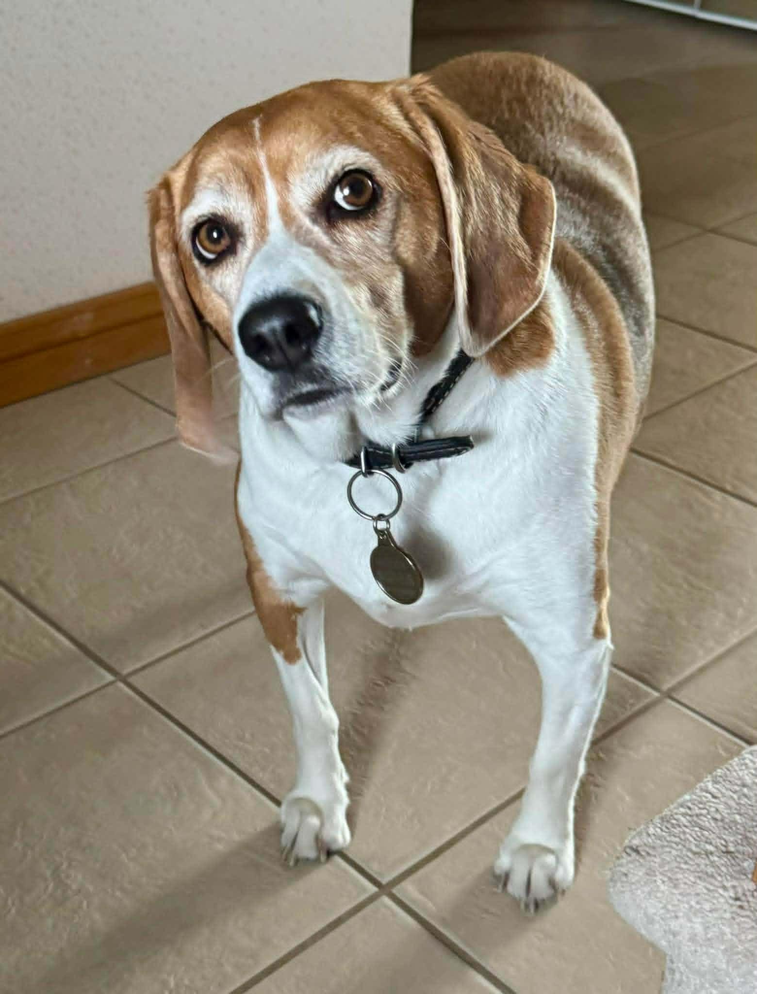 Haley, a ADOPTABLE Beagle in Pointe-Claire, QC image 3/5