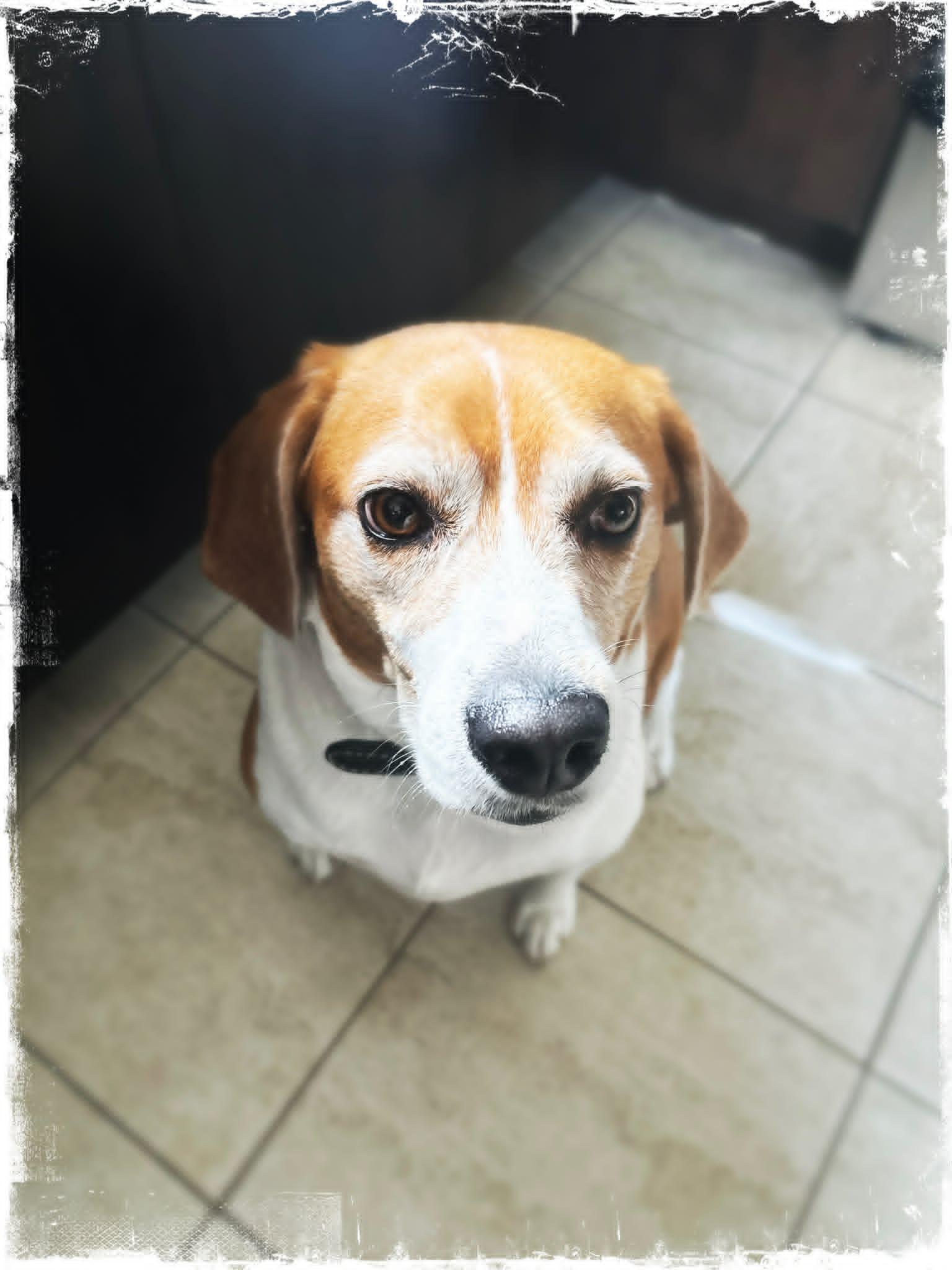 Haley, a ADOPTABLE Beagle in Pointe-Claire, QC image 5/5