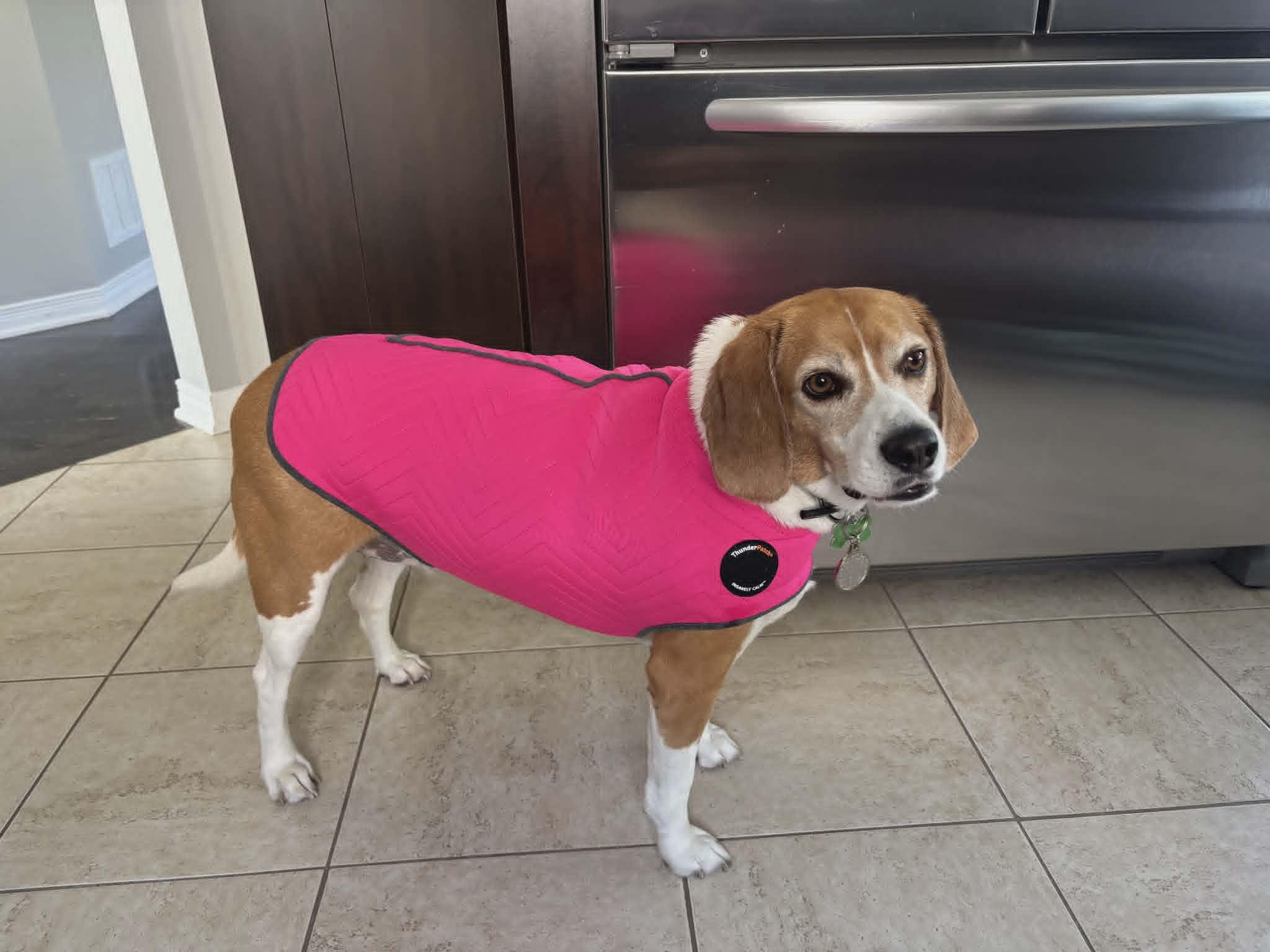 Haley, a ADOPTABLE Beagle in Pointe-Claire, QC image 1/5