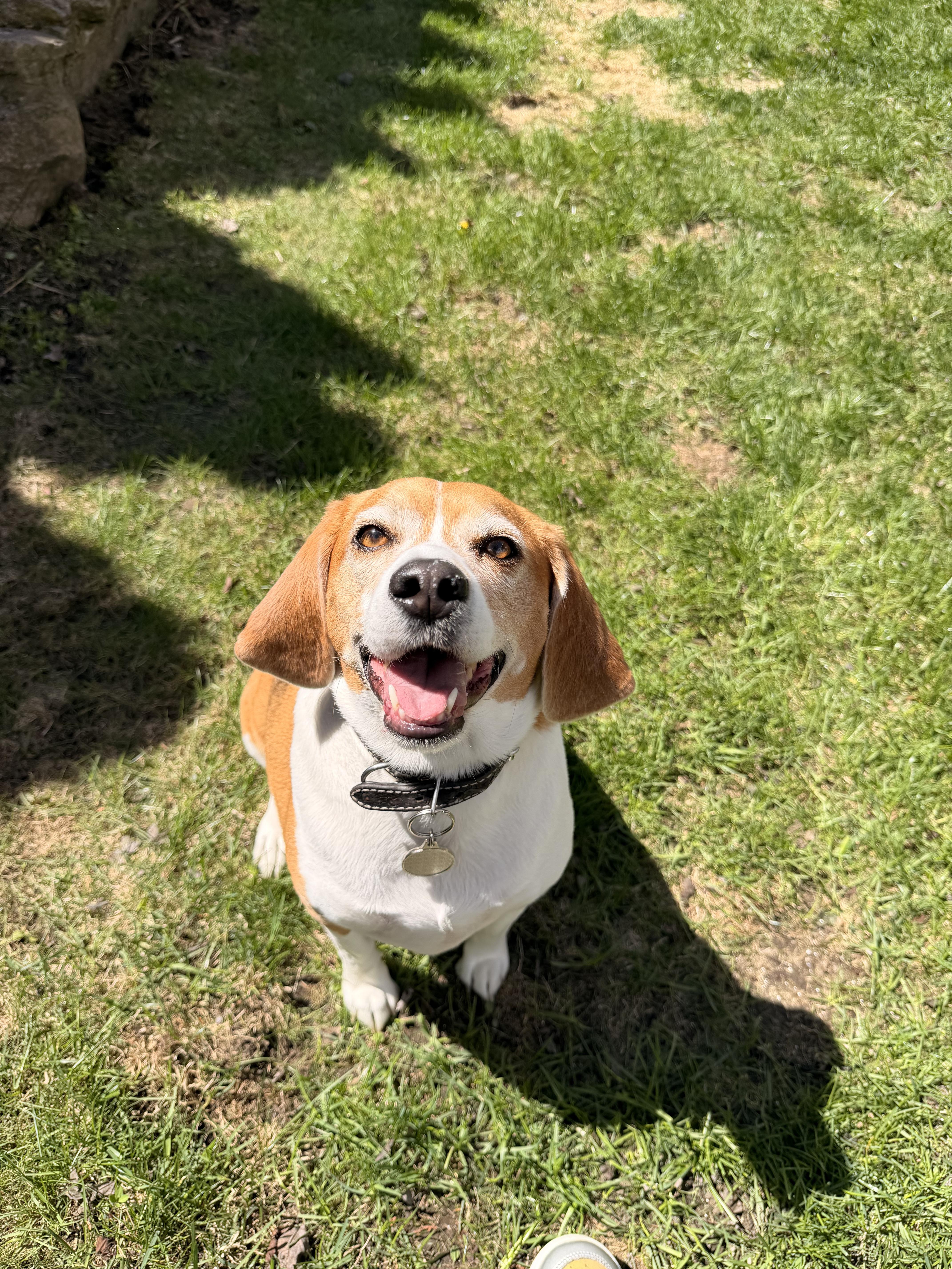 Haley, ADOPTABLE, Adult Female Beagle.