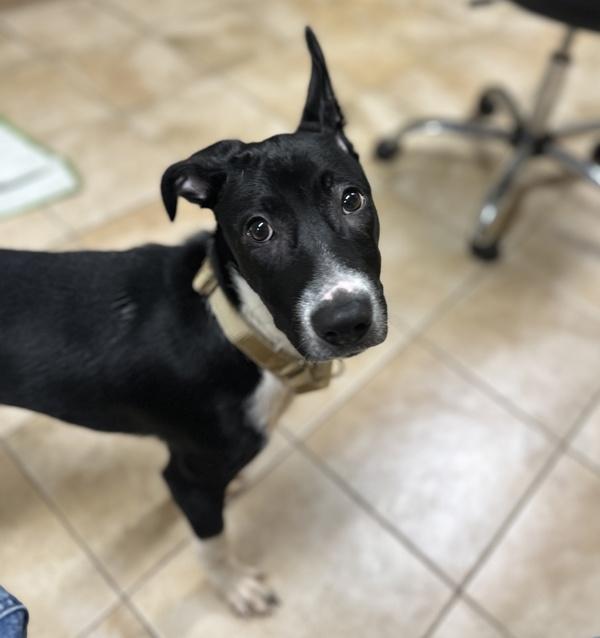 Enlarge Preston (mcas), a Adoptable mixed breed in Troutdale, OR image 1/1
