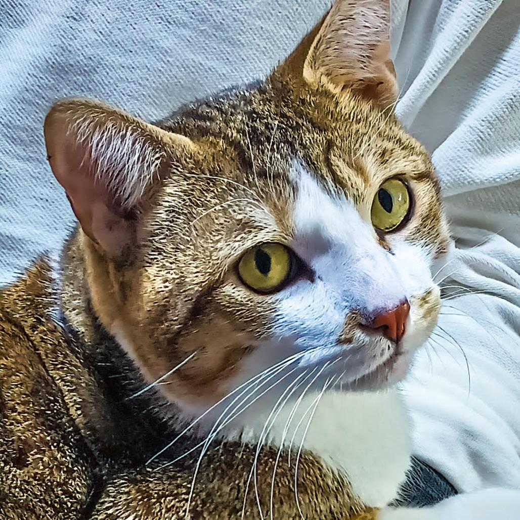 James Bond, ADOPTABLE, Young Male Domestic Short Hair.