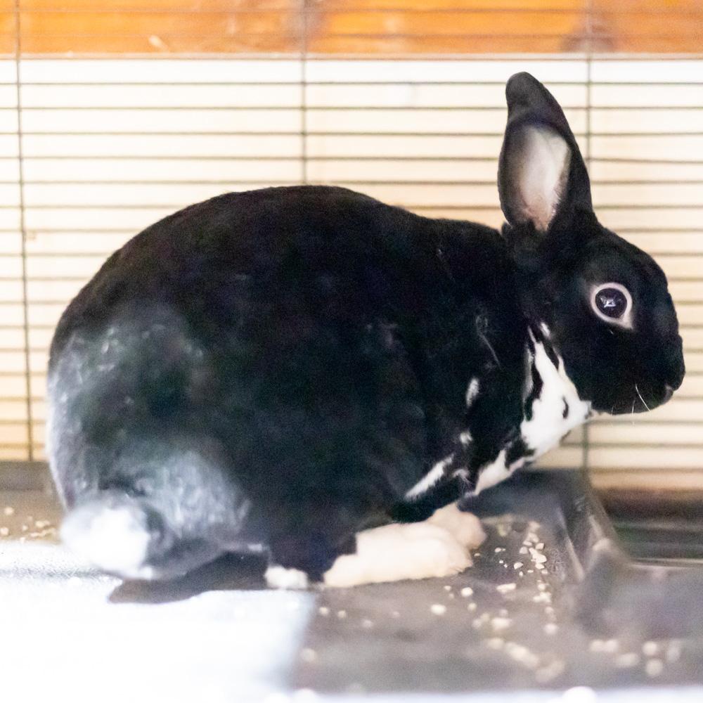 Enlarge Velveteen (Male), a Adoptable mixed breed in West Grove, PA image 3/5
