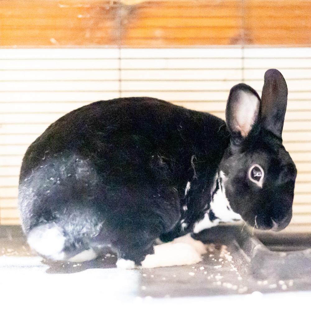 Enlarge Velveteen (Male), a Adoptable mixed breed in West Grove, PA image 5/5