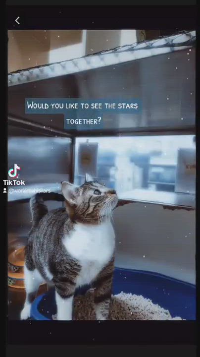 Enlarge RACHEL VALDEZ, a Adoptable mixed breed in HEMET, CA video 6/6