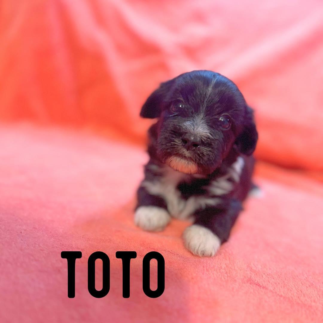 Toto, Adoptable, Puppy Male Shih Tzu.