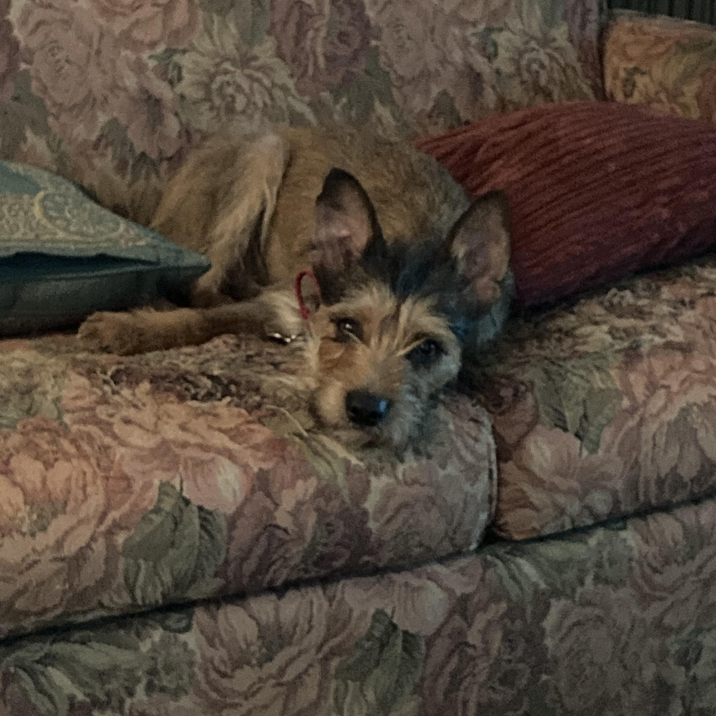 Enlarge Georgie, a Adopted mixed breed in North Vancouver, BC image 2/5