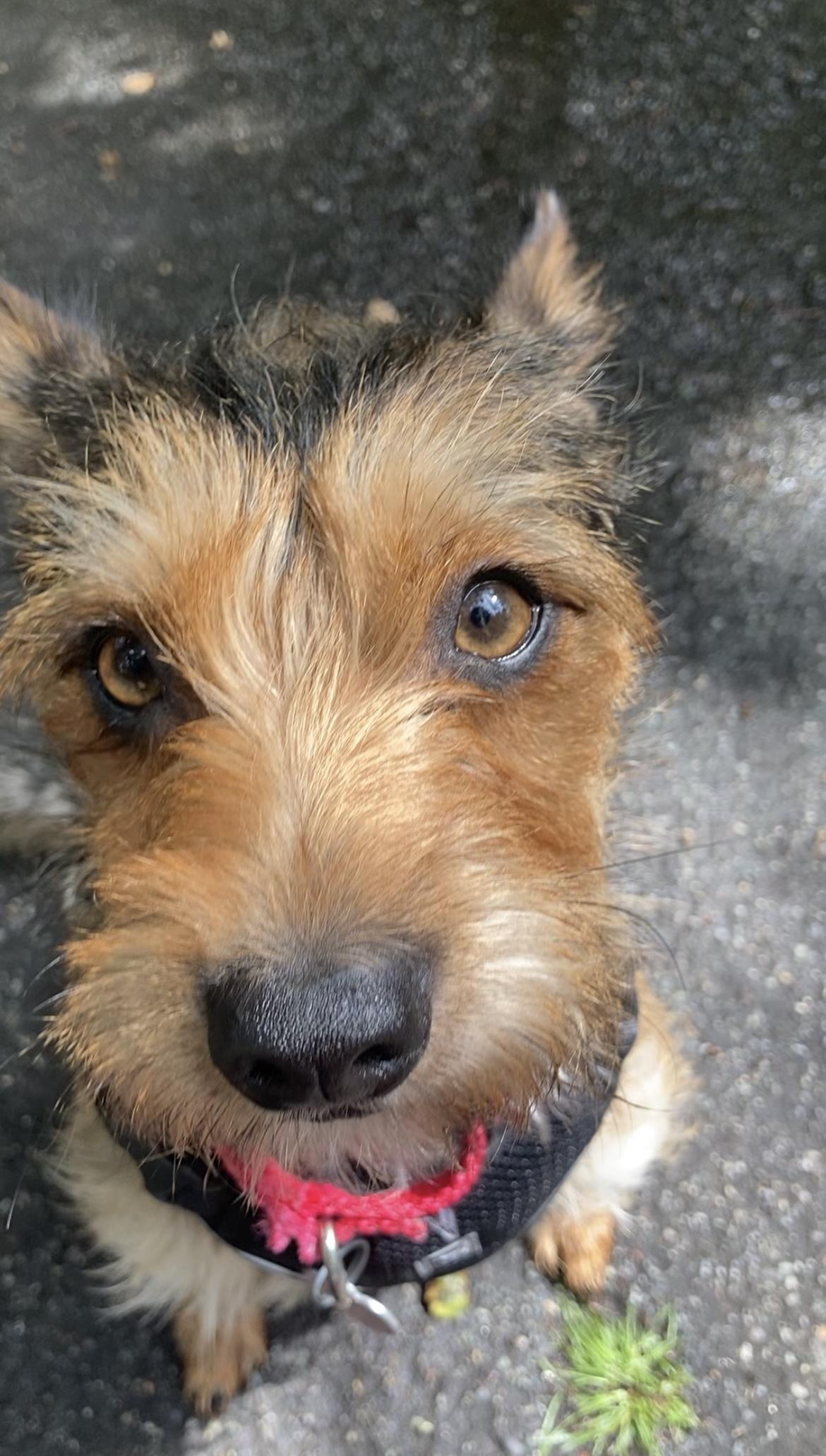 Enlarge Georgie, a Adopted mixed breed in North Vancouver, BC image 3/5