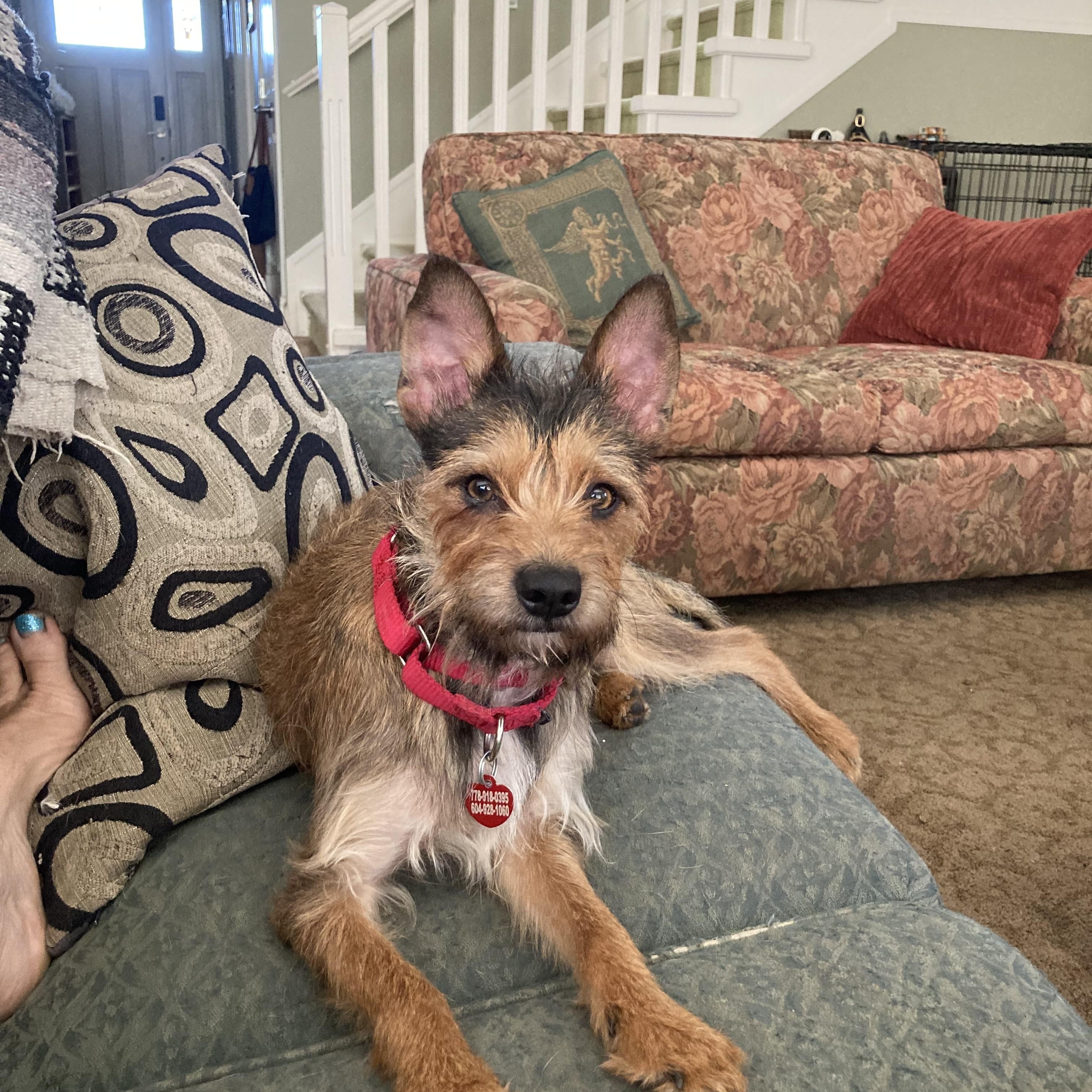 Georgie, Adopted, Adult Male Border Terrier & Wirehaired Terrier.