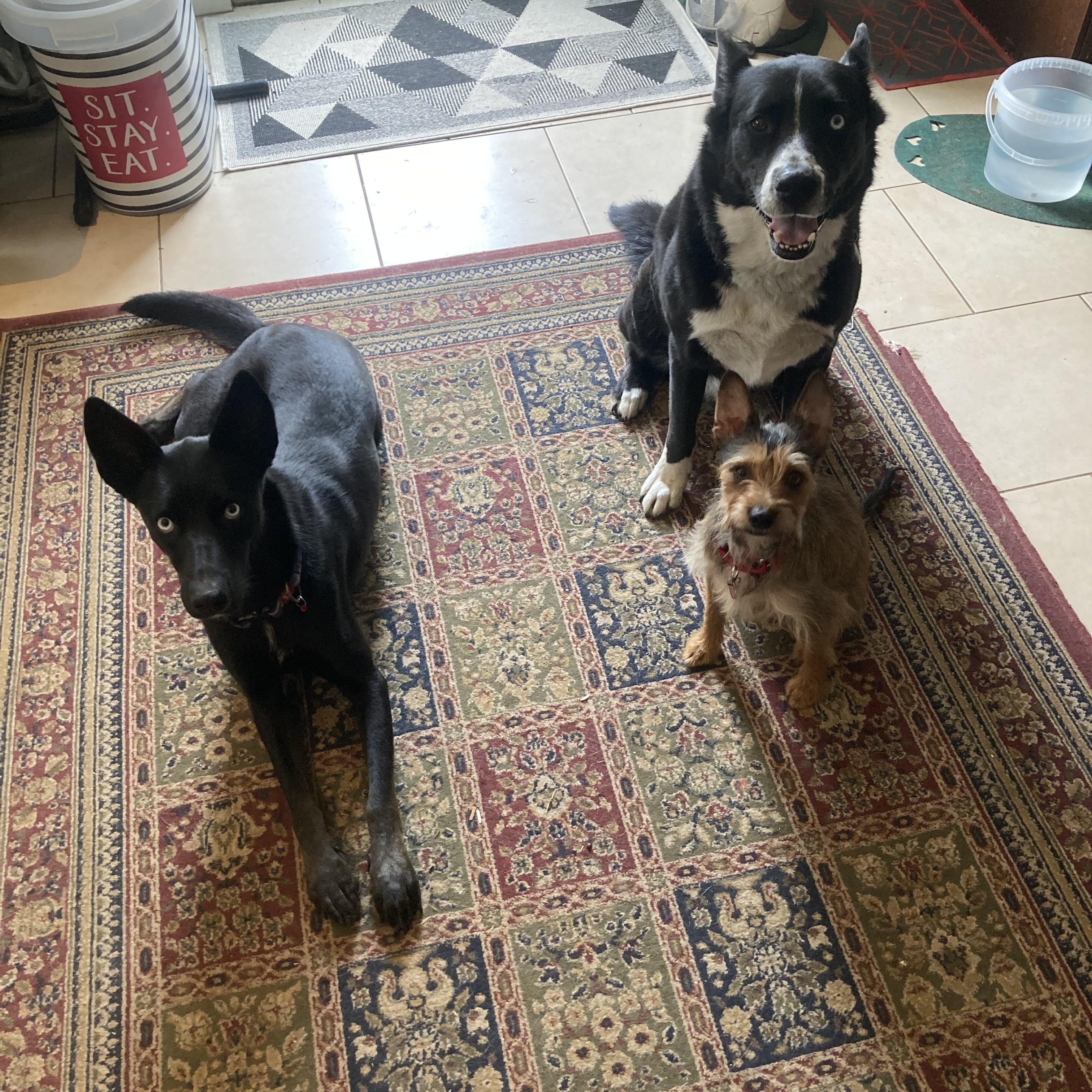 Enlarge Georgie, a Adopted mixed breed in North Vancouver, BC image 4/5