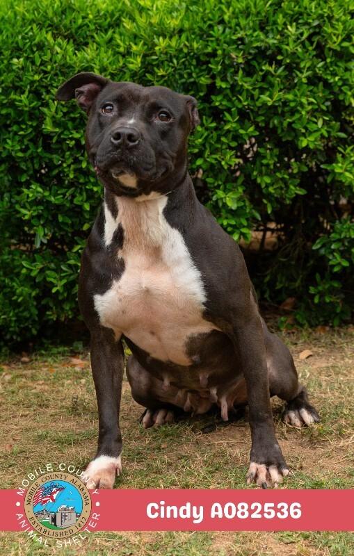 Cindy, a Adoptable American Bulldog in Mobile, AL image 1/2