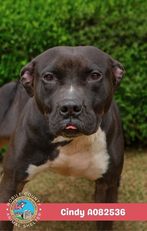 Cindy, a Adoptable American Bulldog in Mobile, AL image 2/2