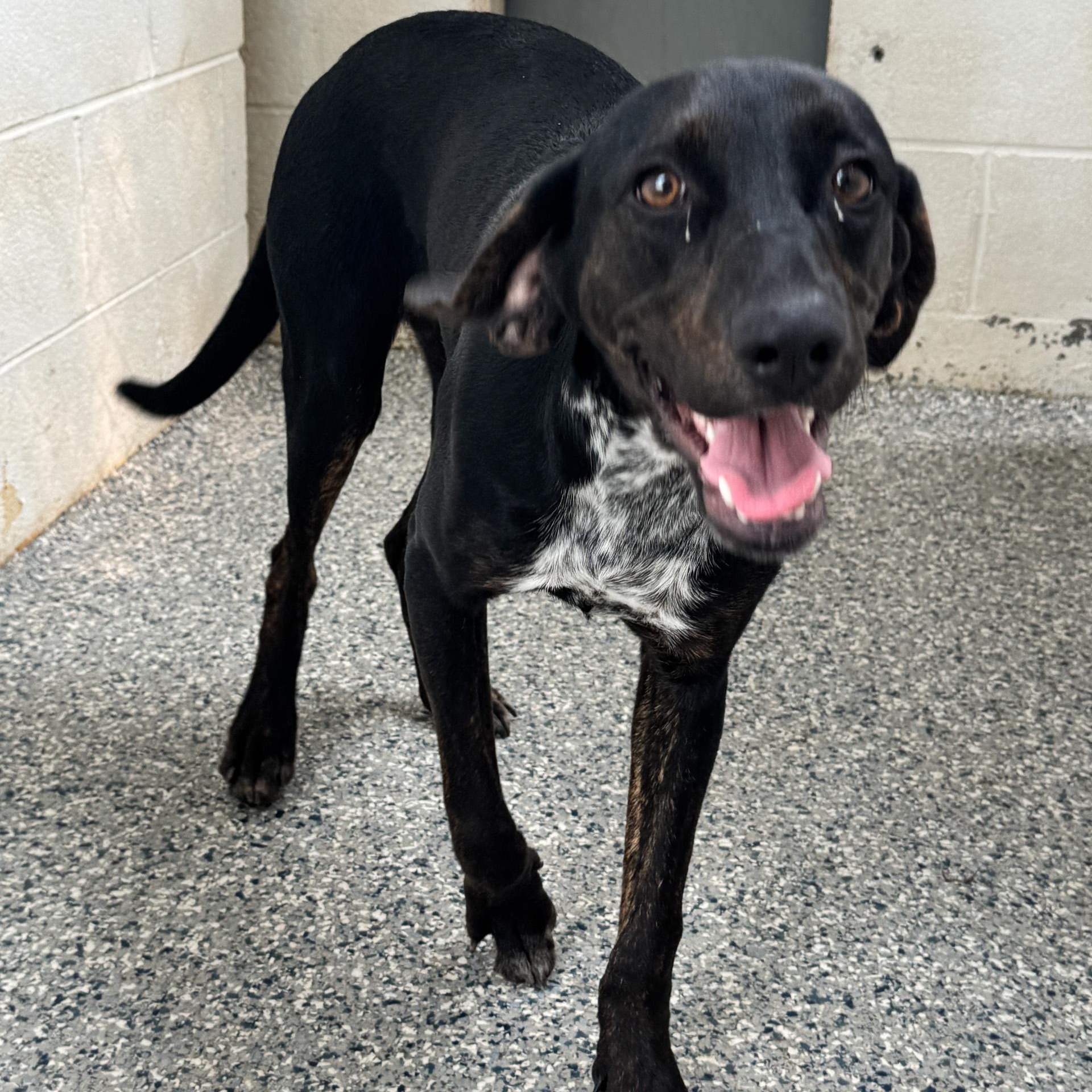 Liz, an adopted mixed breed in Cumberland , VA image 2/4