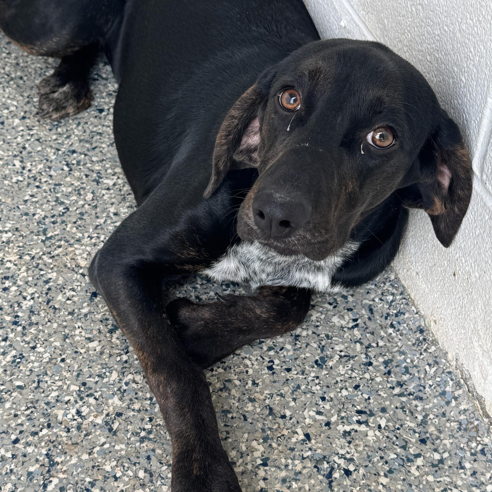 Liz, an adopted mixed breed in Cumberland , VA image 3/4
