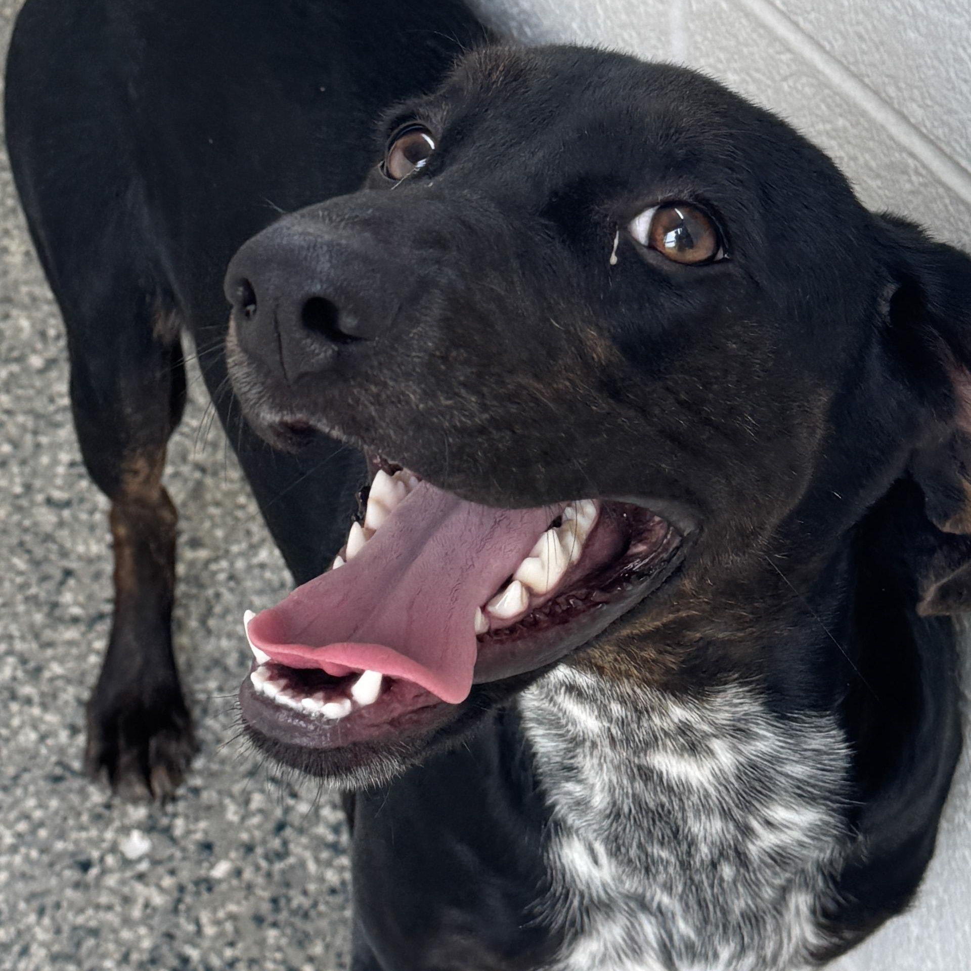 Liz, an adopted mixed breed in Cumberland , VA image 1/4
