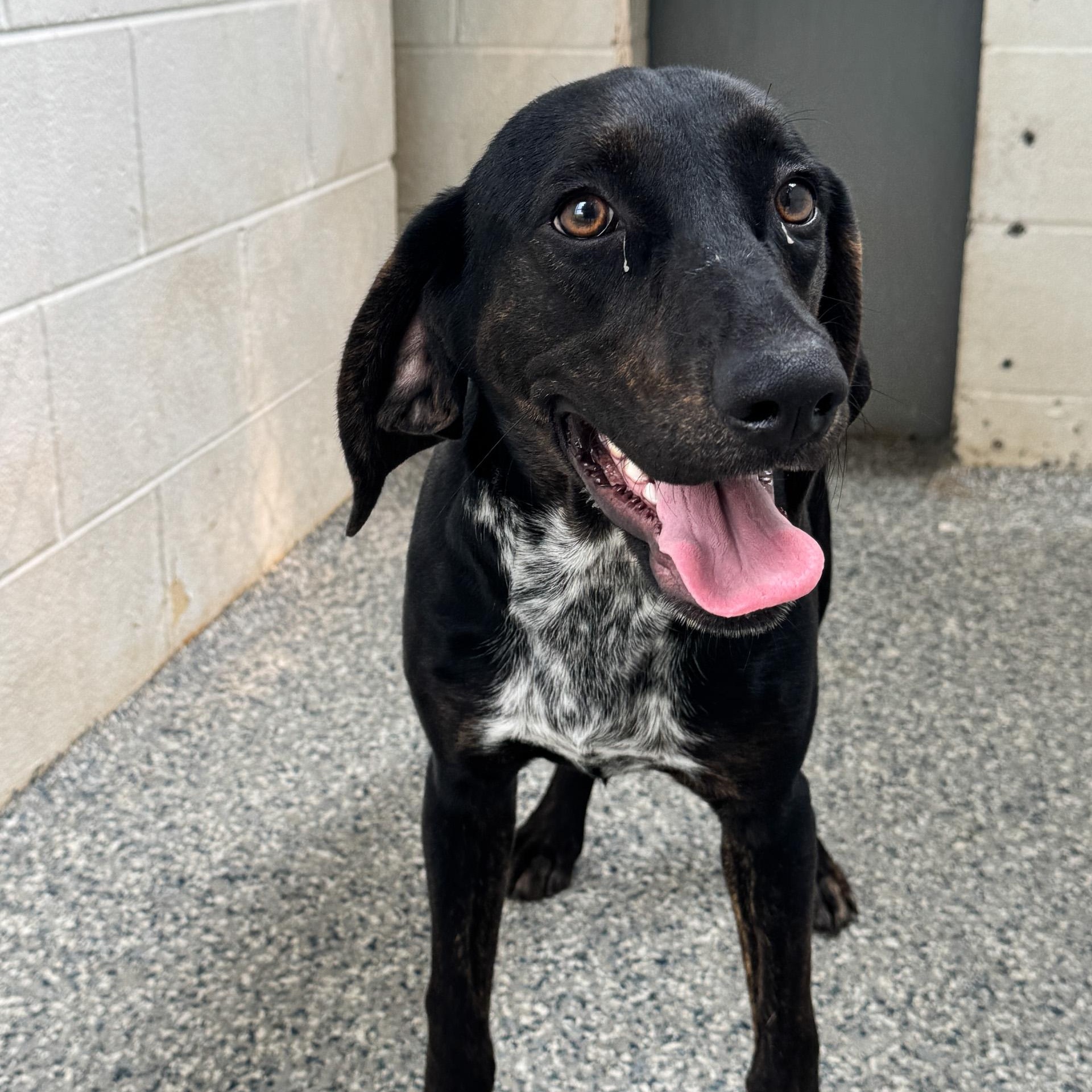 Liz, an adopted mixed breed in Cumberland , VA image 4/4
