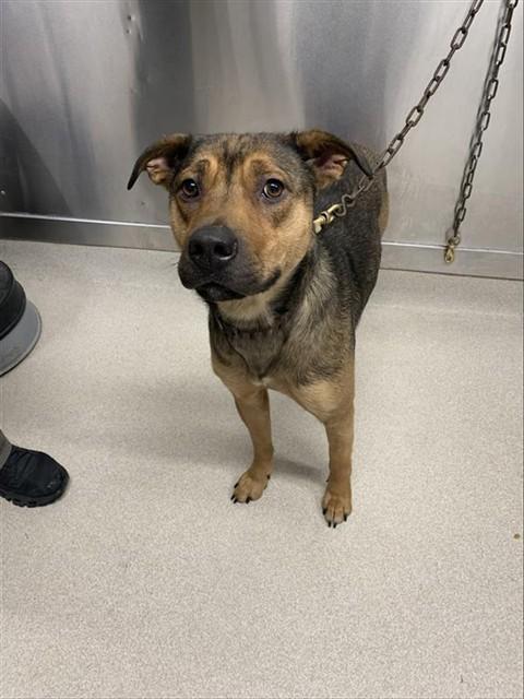 NETTA, Adoptable, Young Female German Shepherd Dog & Mixed Breed.