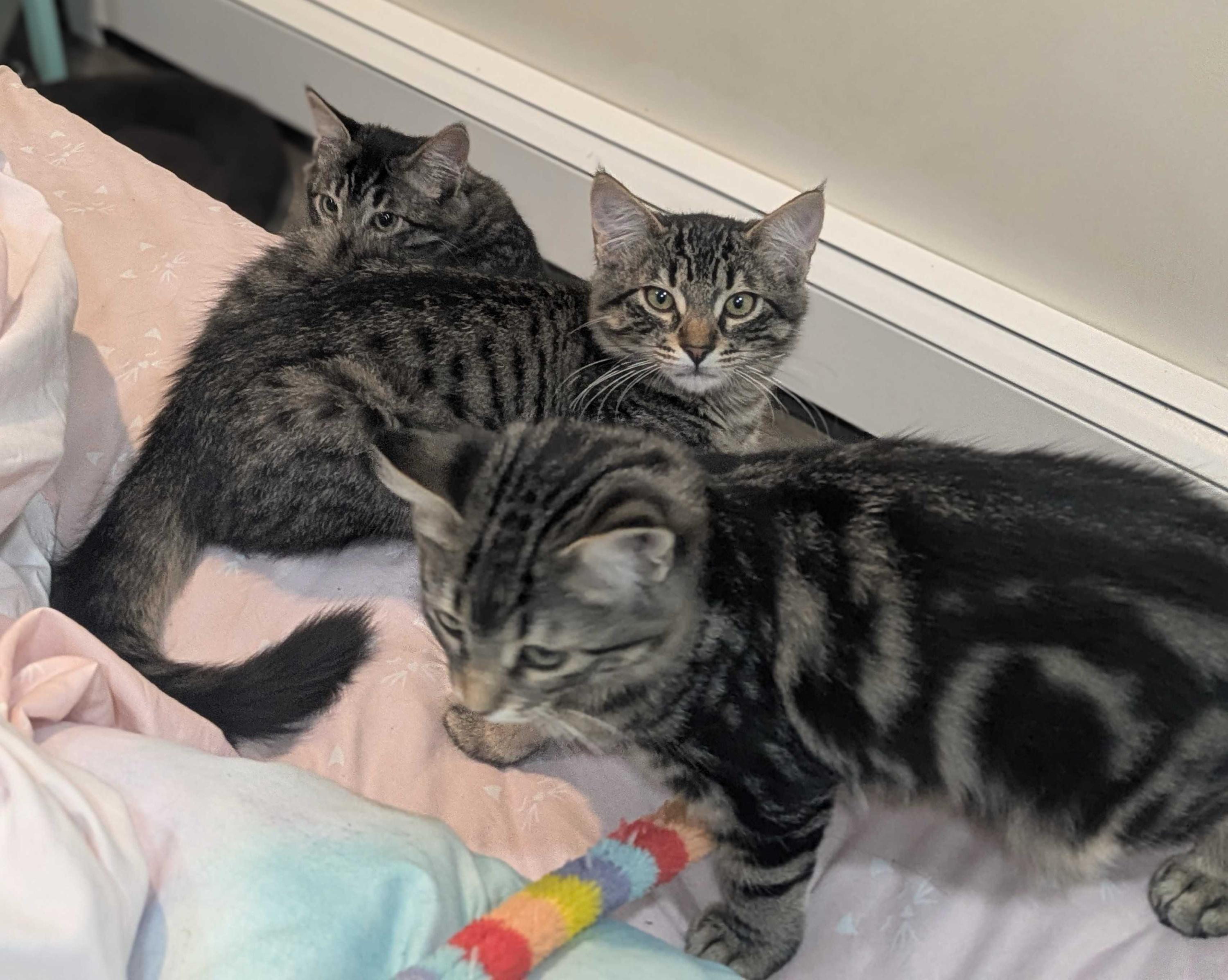 Enlarge Cathy and Coltrane, an adoptable Domestic Medium Hair in Seattle, WA image 1/6