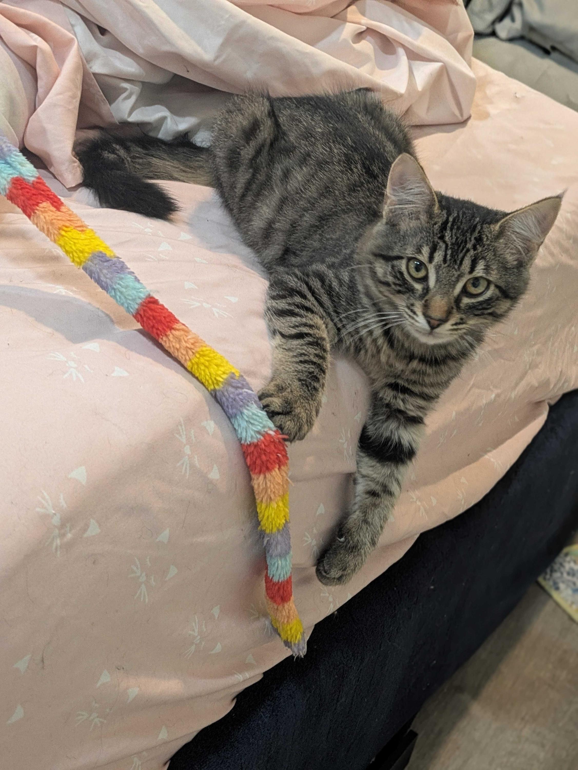 Enlarge Cathy and Coltrane, an adoptable Domestic Medium Hair in Seattle, WA image 2/6