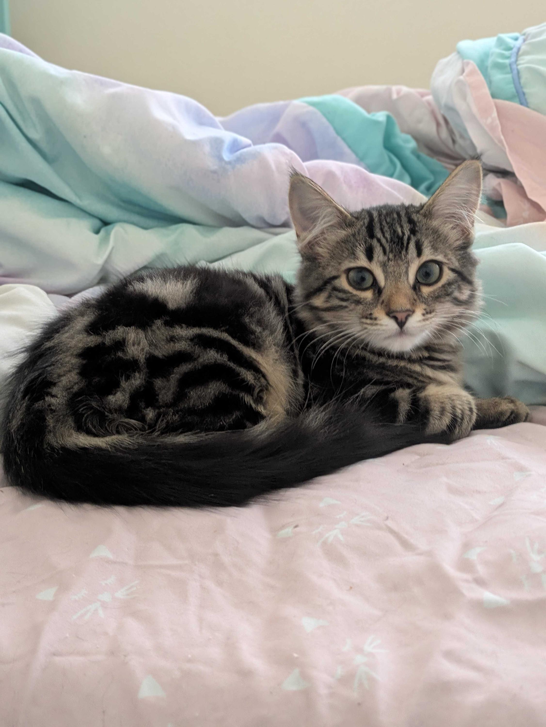 Enlarge Cathy and Coltrane, an adoptable Domestic Medium Hair in Seattle, WA image 5/6