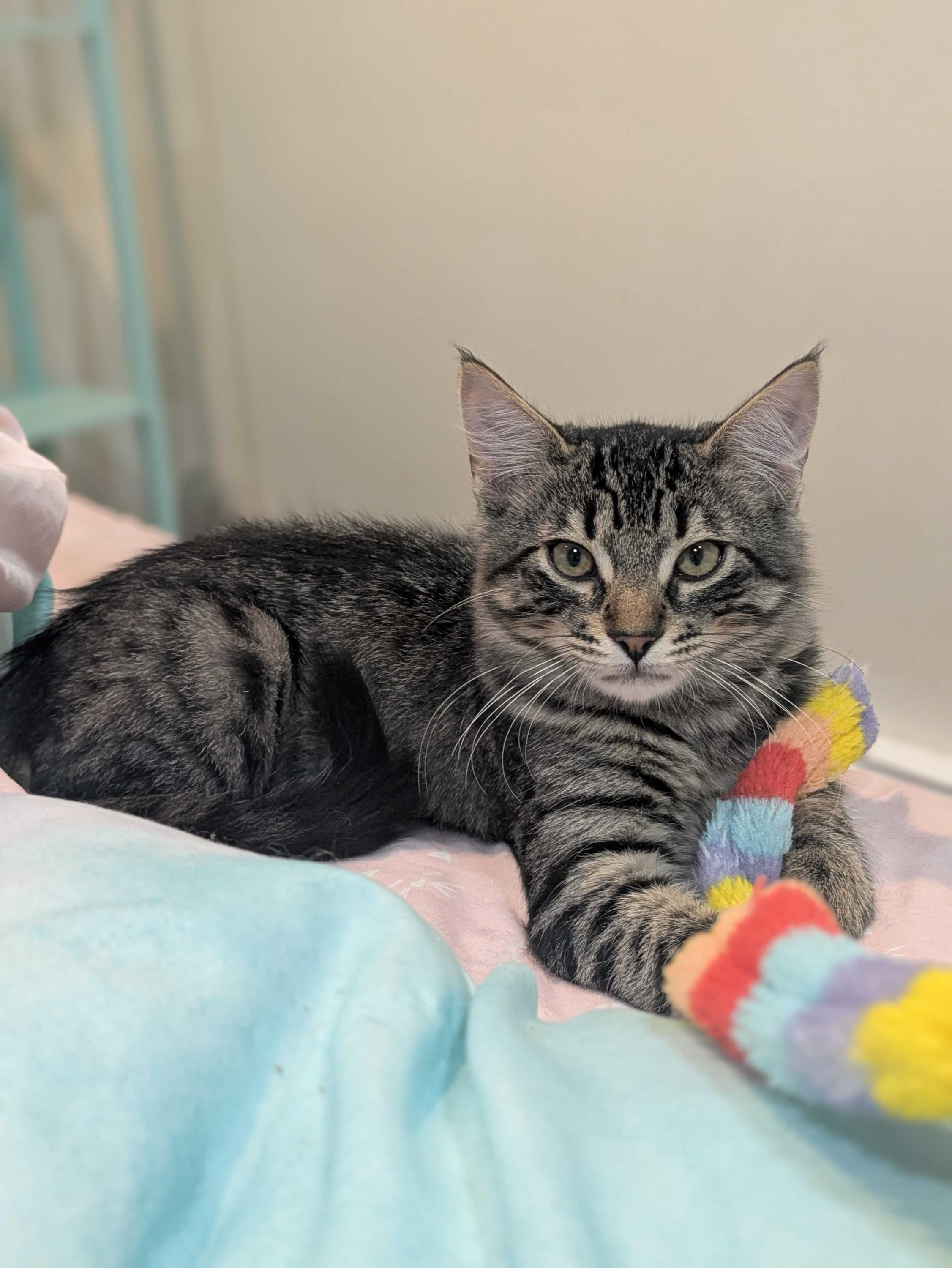 Enlarge Cathy and Coltrane, an adoptable Domestic Medium Hair in Seattle, WA image 6/6