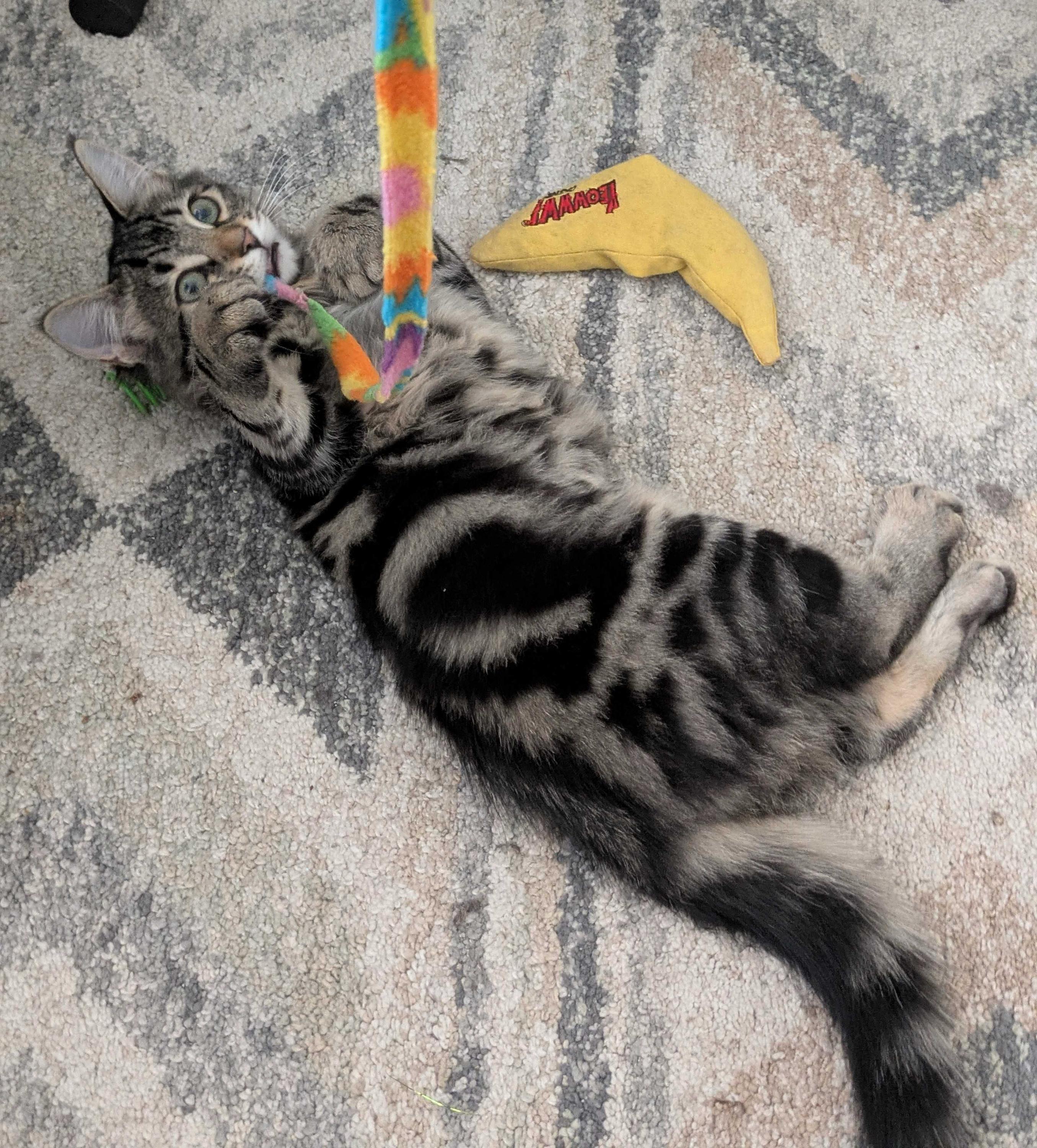Enlarge Cathy and Coltrane, an adoptable Domestic Medium Hair in Seattle, WA image 3/6