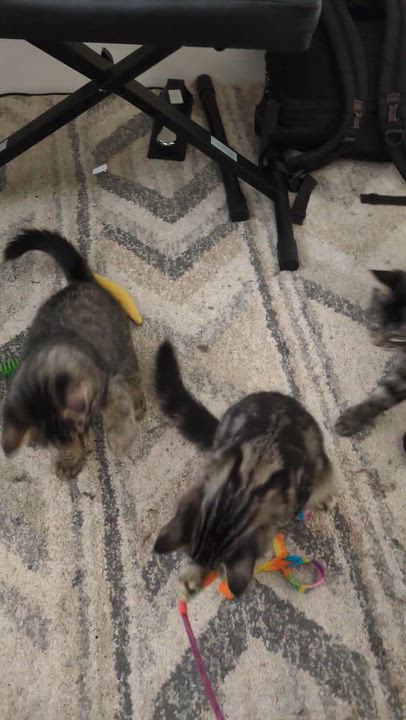 Enlarge Cathy and Coltrane, an adoptable Domestic Medium Hair in Seattle, WA video 4/6