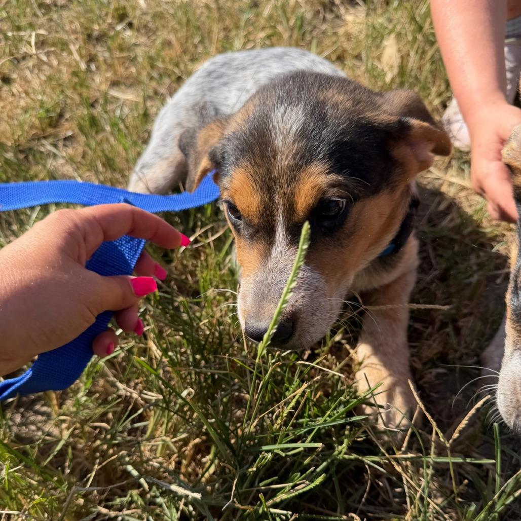 Enlarge Bingo, a Adoptable Australian Cattle Dog / Blue Heeler in Okmulgee, OK image 1/1