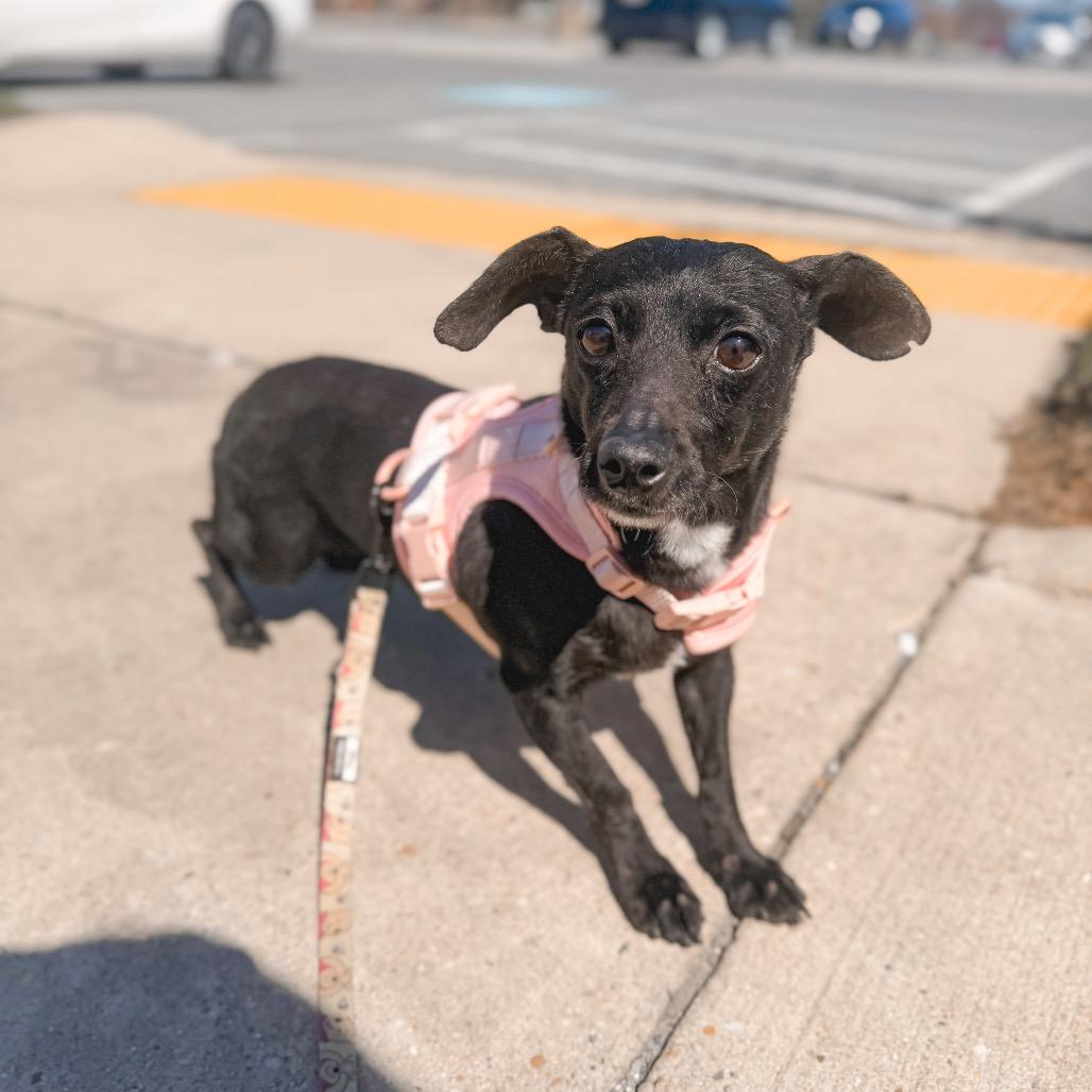 Enlarge Anika, a Adoptable Dachshund in Pasadena , MD image 1/4