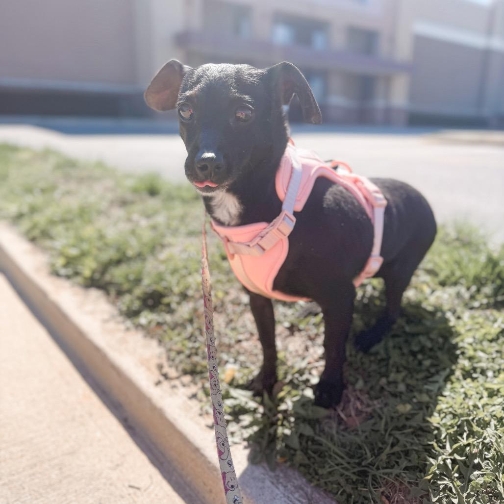 Enlarge Anika, a Adoptable Dachshund in Pasadena , MD image 2/4